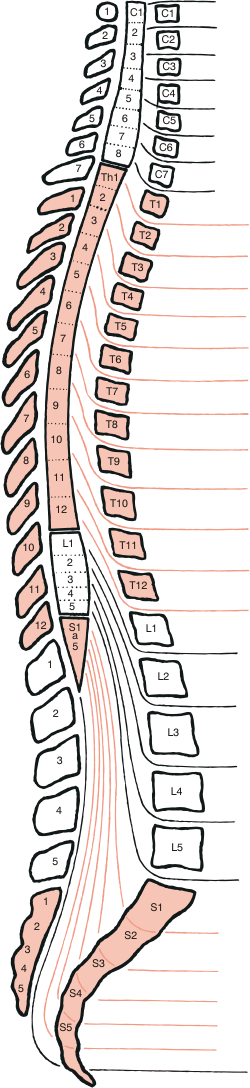 Figura 1: Coluna Vertebral.