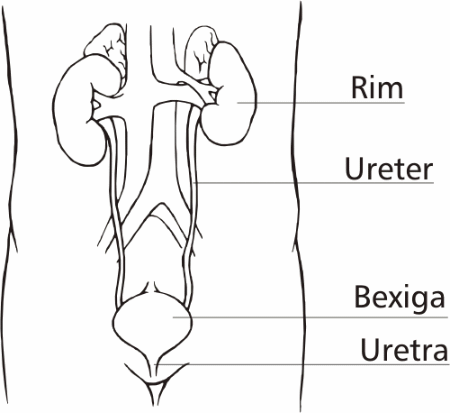 Figura 5 - Sistema Urinário. Figura 5 - Sistema Urinário.