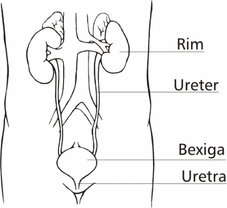 Figura 5 - Sistema Urinário.