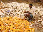 Foto de José Eduardo mexendo no milho